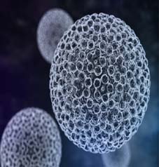 HPV Virüsünün Yapısı